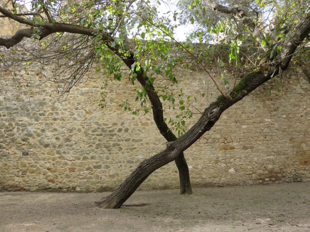 Trees in Courtyard of the Castle of S. Jorge