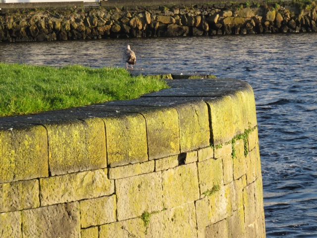 Bird Near the Water, Galway