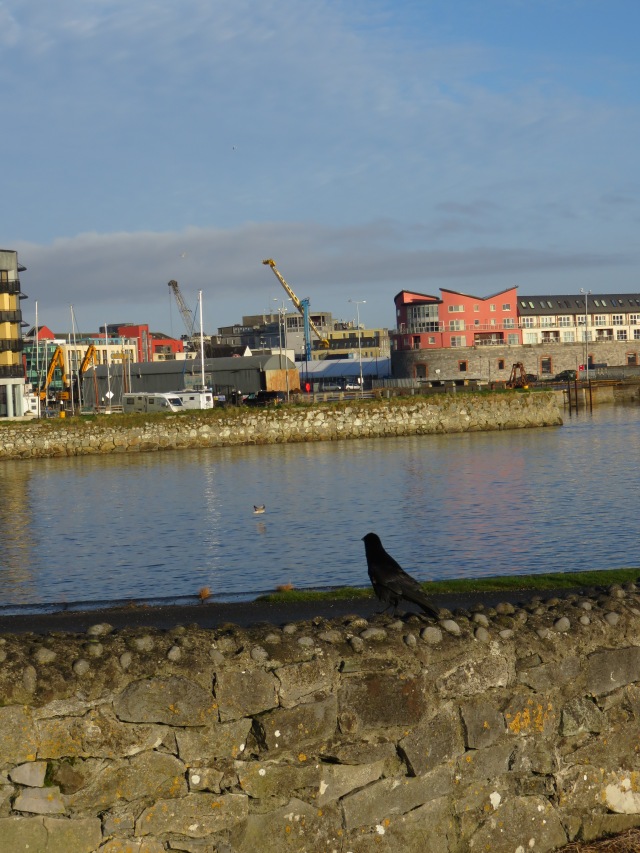 Black Bird Near Water, Galway